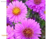 Dilber Kirpiği Çiçeği Tohumu Çiçek Tohumu 10Tohum +Saksı+Toprak+H thumbnail 2