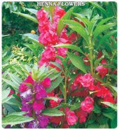 Türbe Çiçeği Tohumu Çiçek Tohumu 10 Tohum +Saksı+Toprak+Hediye To thumbnail 3