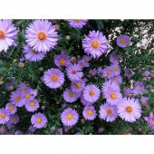 Dilber Kirpiği Çiçeği Tohumu Çiçek Tohumu 10Tohum +Saksı+Toprak+H thumbnail 3