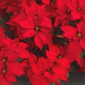 Atatürk Çiçeği Tohumu Ateş Çİçeği Tohumu 10 Tohum +Saksı+Toprak+H - 2