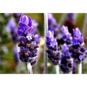 Lavanta Çiçeği Tohumu Çiçek Tohumu 30 Adet Tohum + Hediye Tohum thumbnail 3