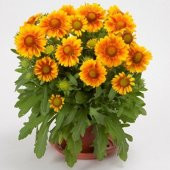 Ayyıldız çiçeği Tohumu Çiçek Tohumu 10 Adet Tohum +Hediye Tohum thumbnail 1