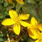 Sarı Kantaron Tohumu Kantaron Otu Tohumu 30 Tohum+Hediye Tohum thumbnail 2