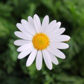 Eko Paket Papatya Çiçeği Tohumu Beyaz Papatya Tohumu 100 Tohum + thumbnail 1