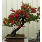 Bodur Bonsai Callistemon Ağacı Tohumu 5 tohum+Saksı+Toprak+Hediye - 1