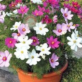 Kosmos Çiçeği tohumu Cosmos Çiçeği Tohumu 10 Tohum+Hediye Tohum - 1