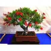 Bodur Bonsai Callistemon Ağacı Tohumu 5 tohum+Saksı+Toprak+Hediye - 2