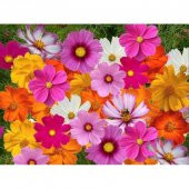 Kosmos Çiçeği tohumu Cosmos Çiçeği Tohumu 10 Tohum+Hediye Tohum - 2