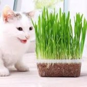 Kedi Çimi Tohumu 30 Gram İthal Kedi Çimi Tohumu + Saksı + Toprak - 2