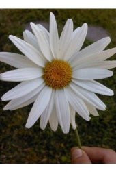 Süper Paket Dev Beyaz Papatya Çiçeği Tohumu 300 Tohum+Hediye Tohu thumbnail 2