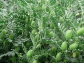 Eko Paket Yeni Mahsül Geleneksel Nohut Tohumu 150 Tohum+Hediye To thumbnail 3