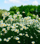 Eko Paket Dev Beyaz Papatya Çiçeği Tohumu 100 Tohum +Hediye Tohum thumbnail 3