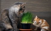Kedi Çimi Tohumu 30 Gram İthal Kedi Çimi Tohumu +Hediye Tohum - 3