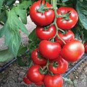 Sırık Domates Tohumu Domates Tohumu Sırık Domates 10 Tohum+Hediye - 1