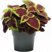 Yaprak Güzeli Çiçeği Tohumu Kolyos Çiçeği Tohumu 10 Tohum+Hediye thumbnail 1