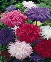 Tavuskuşu Papatyası Tohumu 10 Tohum + Saksı +Toprak+Hediye Tohum thumbnail 1