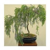 Bodur Bonsai Kıbrıs Akasyası Tohumu 5 Tohum + Hediye Tohum - 2