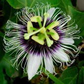 Passiflora Çiçeği Tohumu Çarkıfelek Çiçeği Thumu 3 Tohum+Hediye T - 1