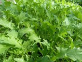 Süper Paket Bahçe Teresi Tohumu( Garden Cress) 800 Tohum+Hediye T - 1