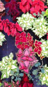 Yaprak Güzeli Çiçeği Tohumu Kolyos Çiçeği Tohumu 10 Tohum+Hediye thumbnail 3