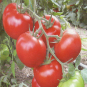 Sırık Domates Tohumu Domates Tohumu Sırık Domates 10 Tohum+Hediye - 3