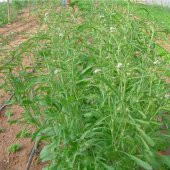 Bahçe Teresi Tohumu ( Garden Cress) 100Tohum +Hediye Tohum - 2