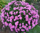 Tavuskuşu Papatyası Tohumu 10 Tohum + Saksı +Toprak+Hediye Tohum thumbnail 3