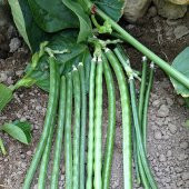 Acebek tohumu Börülce tohumu Fasulye tohumu 50 Tohum +HediyeTohum thumbnail 3