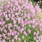 Bahar Yıldızı Çiçeği Tohumu Çiçek Tohumu 10 Adet Tohum +Hediye To thumbnail 5