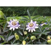 Passiflora Çiçeği Tohumu Çarkıfelek Çiçeği Thumu 3 Tohum+Hediye T - 3