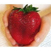 Dev Çilek Tohumu Yediveren Çillek Tohumu 10 Tohum+ Hediye Tohum thumbnail 1