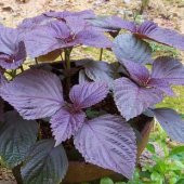 Mor Geniş Yaprak Reyhan Fesleğen Tohumu 100 Tohum + Spriz Tohum thumbnail 2