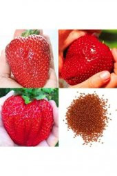 Dev Çilek Tohumu Yediveren Çillek Tohumu 10 Tohum+ Hediye Tohum thumbnail 2