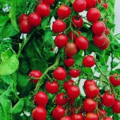 Cherry Domates Tohumu Saksılık Cherry Doates 10 Tohum +Hediye Toh - 2