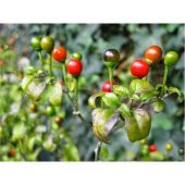 Cherry Tatlı Kiraz Biber Tohumu Biber Tohumu 15 Tohumu +Hediye To - 3