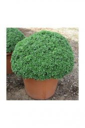 Reyhan Çiçeği tohumu Top Reyhan Fesleğen Tohumu 25 Tohum+Hediye T thumbnail 1