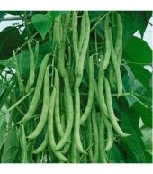 Ayşe Kadın Fasulye Tohumu Kılçıksız Ayşe Kadın 15 Tohum +Hediye T thumbnail 3