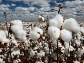 Pamuk Tohumu İthal Tohum 25 Tohum +Spriz Hediye Tohum thumbnail 3