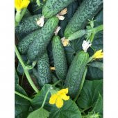 Süper Paket Yerli Kornişon Salatalık Tohumu 250 Adet Tohum+Hediye thumbnail 1