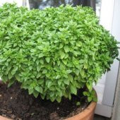 Reyhan Çiçeği tohumu Top Reyhan Fesleğen Tohumu 25 Tohum+Hediye T thumbnail 2