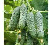 Süper Paket Yerli Kornişon Salatalık Tohumu 250 Adet Tohum+Hediye thumbnail 2