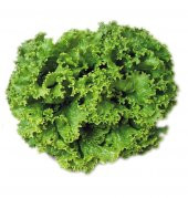 Eko Paket Kıvırcık Samsa Marul Tohumu 650 Tohum + Hediye Tohum thumbnail 2