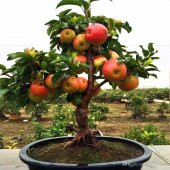 Bodur Bonsai Elma Ağacı Tohumu Elma Ağacı 5 Tohum+ Hediye Tohum - 1