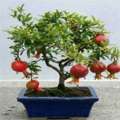 Bodur Bonsai Nar Ağacı Tohumu Nar Ağacı Tohumu 5 Tohum+Hediye Toh - 1