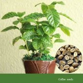 Kahve Ağacı Tohumu Çiçek Tohumu 5 Tohum +Spriz Hediye Tohum - 1