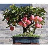 Bodur Bonsai Elma Ağacı Tohumu Elma Ağacı 5 Tohum+ Hediye Tohum - 2