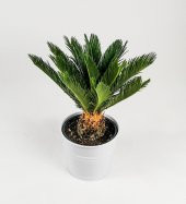 Cycas Ağacı Tohumu Sikas Ağacı Tohumu 3 Tohum +Hediye Tohum - 1