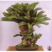 Bodur Bonsai Palmiye Ağacı Tohumu 3 Tohum + Spriz Hediye Tohum - 1