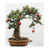 Bodur Bonsai Nar Ağacı Tohumu Nar Ağacı Tohumu 5 Tohum+Hediye Toh - 3