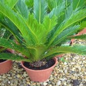 Cycas Ağacı Tohumu Sikas Ağacı Tohumu 3 Tohum +Hediye Tohum - 2